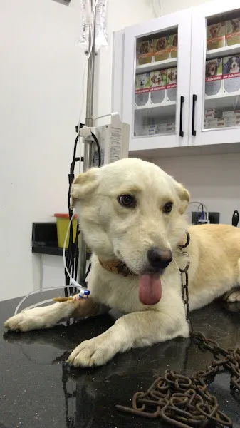 Termevet Veteriner kliniği Süleyman karapicak foto 2