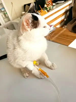 Renas Veteriner Kliniği