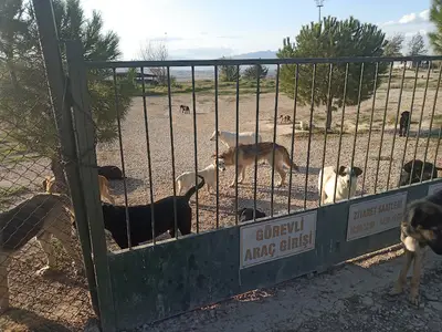 Denizli Hayvan Barınağı