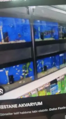 Kestane Akvaryum