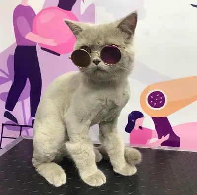 Pet Store 45
