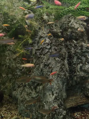 Atlantis Akvaryum