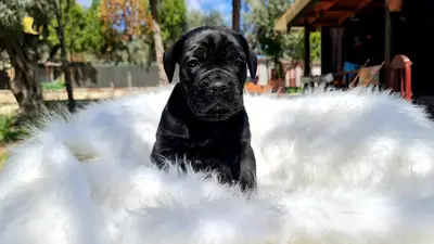 BEST DOG İZMİR KOPEK ÇİFTLİĞİ