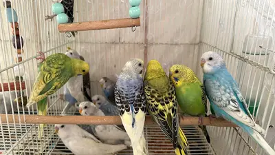 Çineli Akvaryum Petshop