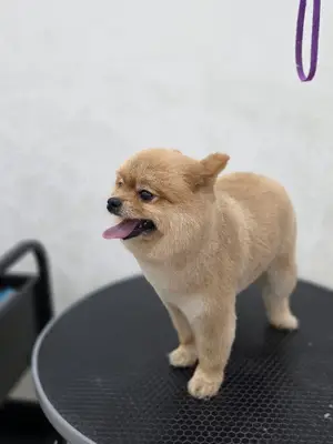 Pet Stylist Yusuf Öztürk