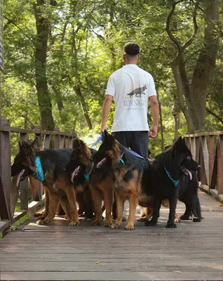 Samsun Köpek Eğitim Okulu