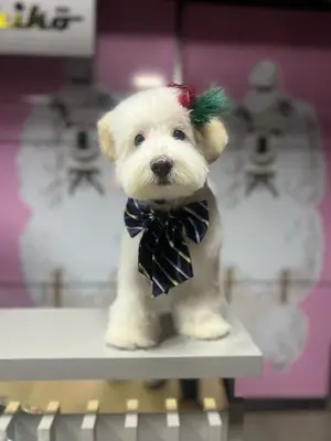 Yavuz Groomer