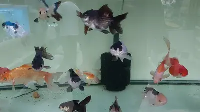 Akvaryum sanatı