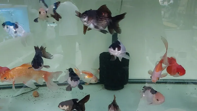 Akvaryum sanatı foto 1
