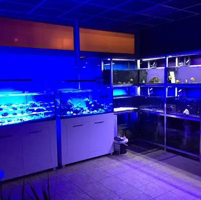 Resif Store