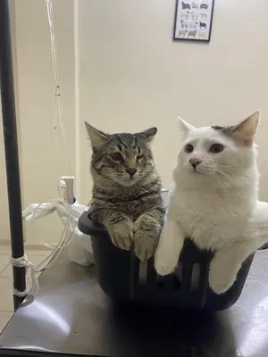 Turgutlu Asya Veteriner Kliniği