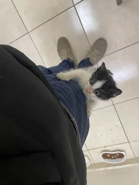 Turgutlu Asya Veteriner Kliniği foto 2