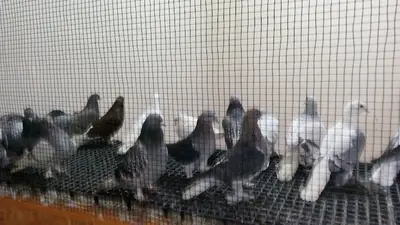 Körfez Kanatlı Hayvanlar Koruma Ve Yetiştirme Derneği