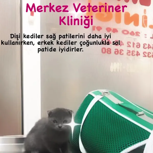 MERKEZ VETERİNER KLİNİĞİ foto 2