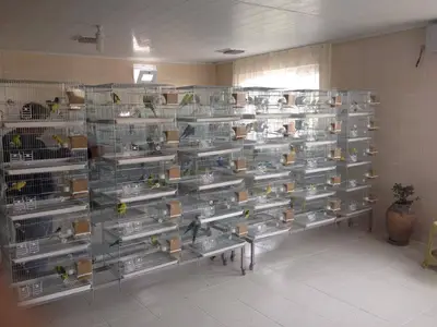 Aydın Kuşçuluk