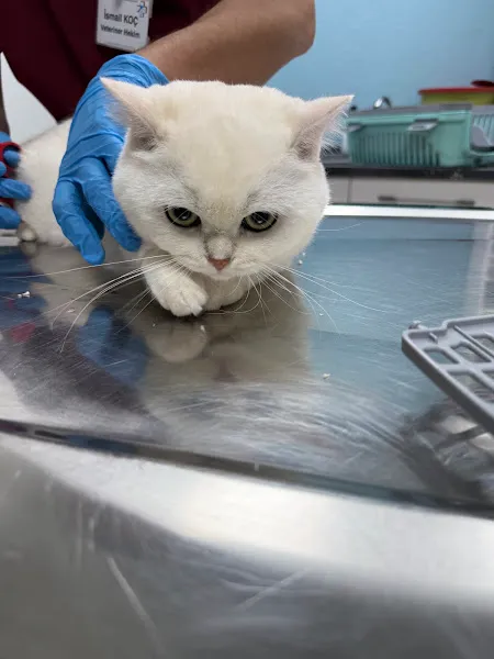 körfez veteriner kliniği foto 2