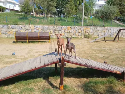 Köpek eğitim parkı