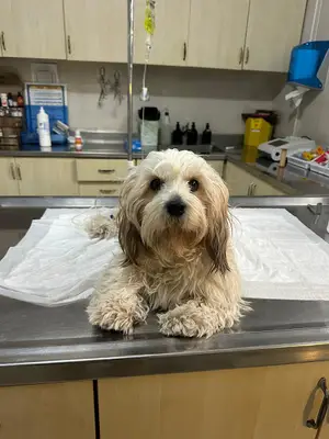 Memleket Veteriner Kliniği