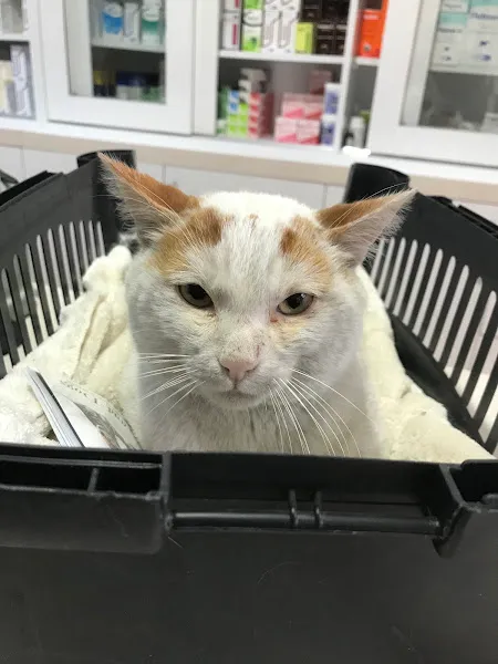 Kemaloğlu Veteriner Kliniği foto 2