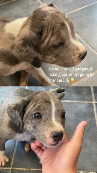 Dicle Veteriner Sağlik Merkezi foto 2