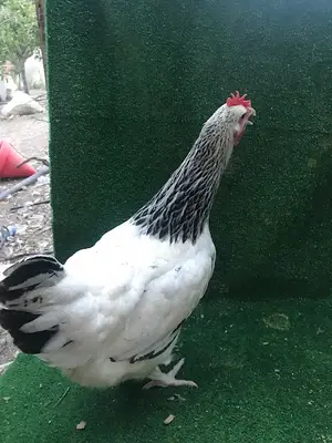 ZERENOĞLU TAVUK ÇİFTLİĞİ
