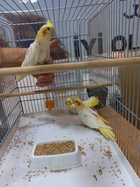 altıntaş petshop foto 2