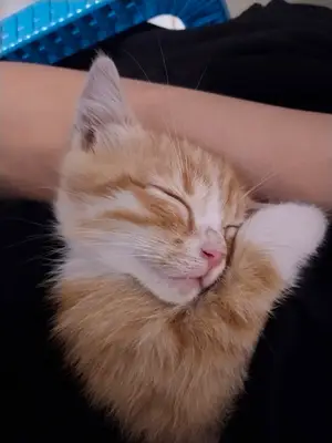 e-mel pet shop