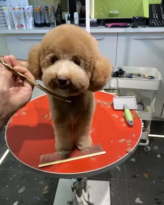 Cut Cut Bodrum Pet Kuaför | Bodrum Pet Kuaför | Bodrum Kedi Köpek Kuaförü | Bodrum Evcil Hayvan Bakım