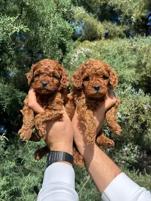 Denizli Poodle Dog House