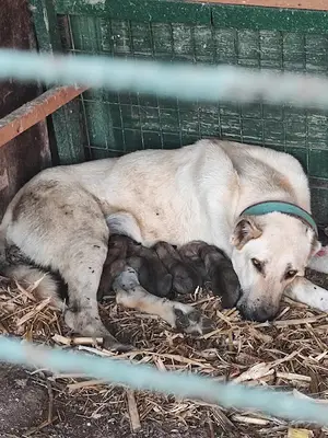 Merinos Kangal Üretim Çiftliği