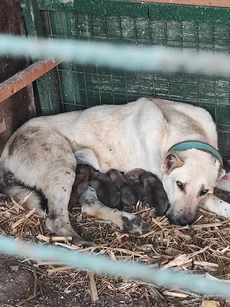 Merinos Kangal Üretim Çiftliği foto 1