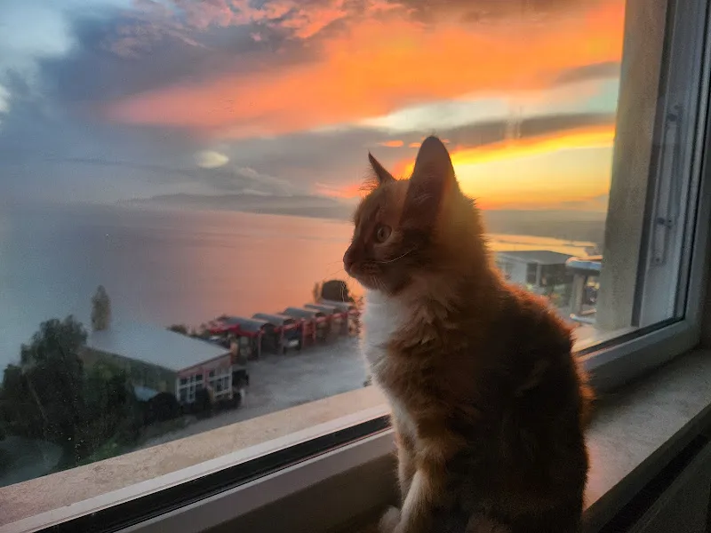 Veteriner Hekim Doğan Kurt foto 2
