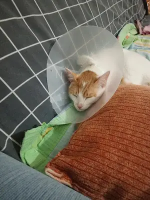 Hayat Veteriner Kliniği