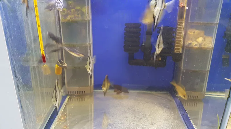 Nicomedia PetShop foto 2
