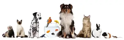 Canser Akvaryum Pet Shop