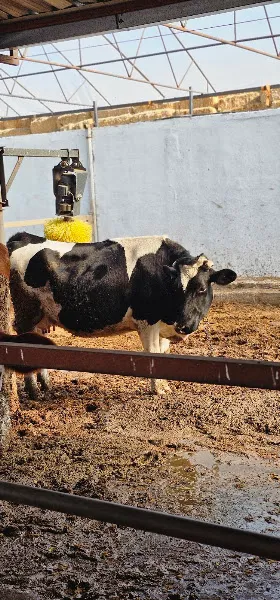 Altuntaş Hayvancılık foto 2
