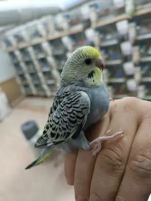 Şeker hobi üretim