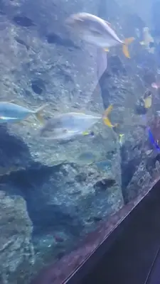 Piranha Ve Vahsi Akvaryum Baliklari