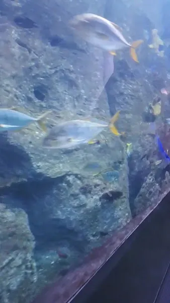 Piranha Ve Vahsi Akvaryum Baliklari foto 1