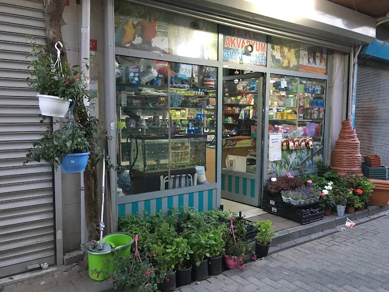 Piranha Ve Vahsi Akvaryum Baliklari foto 2