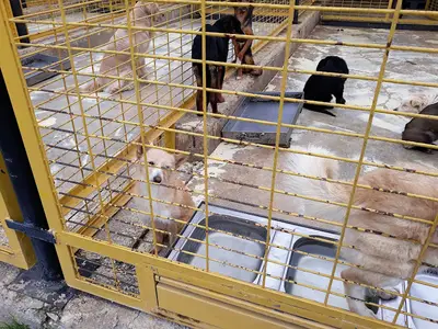 Can dostlar köpek barınağı fotoğrafı