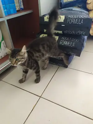 Deva Veteriner Kliniği