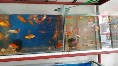 Poyraz petshop