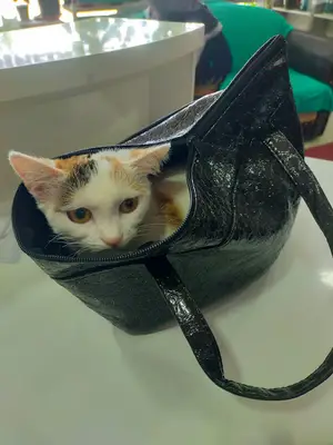 Şimşek Veteriner Kliniği
