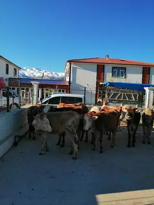 Erzincan Ticaret Borsası Canlı Haynvan Pazarı