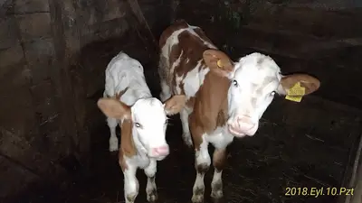 AYVACIK ÖZEL VETERİNER KLİNİĞİ