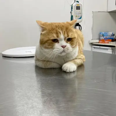 Karadeniz Veteriner Kliniği