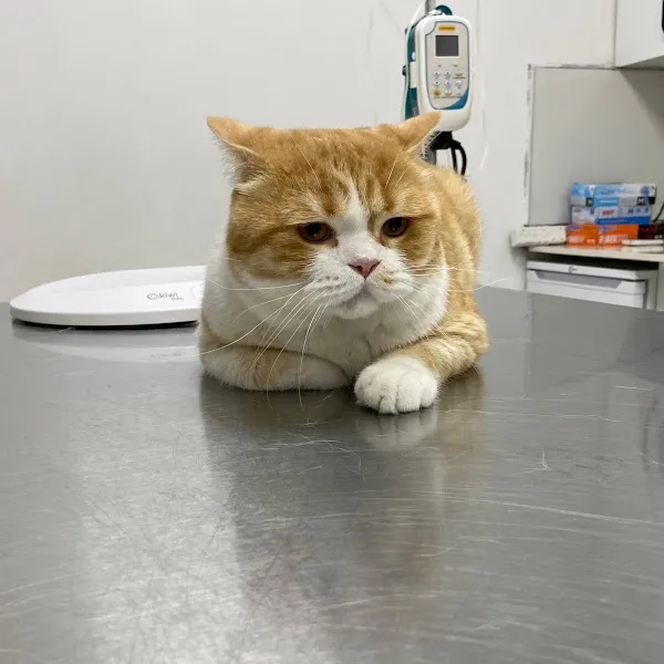 Karadeniz Veteriner Kliniği foto 1