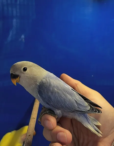 Bade petshop foto 2