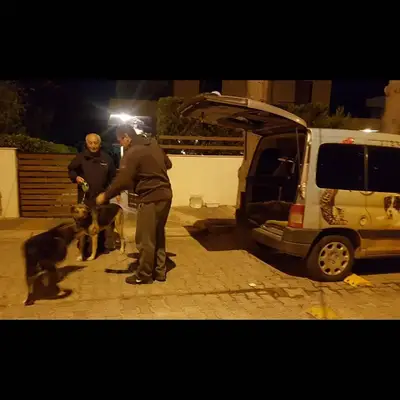 LİMON PET KARGO TAŞIMACILIK LTD. ŞTİ.